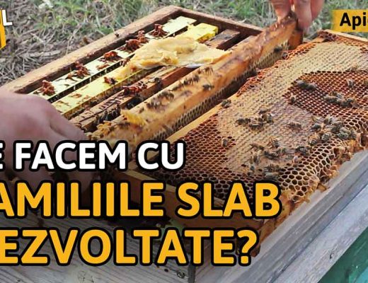Ce facem cu familiile slab dezvoltate?