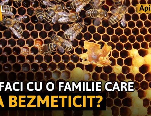 VIDEO: Ce faci cu o familie CARE S-A BEZMETICIT?