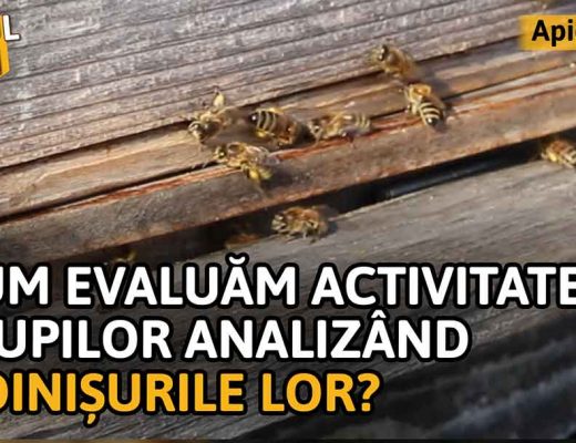 Cum evaluăm activitatea stupilor analizând udinișurile lor