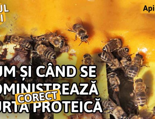 Cum și când se administrează corect turta proteică