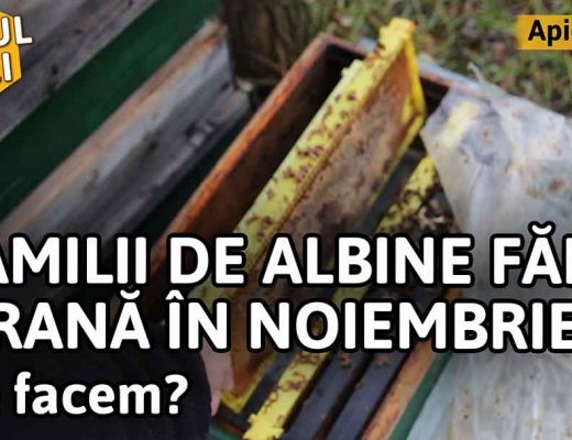 Familii de albine fără hrană în noiembrie. Ce facem?