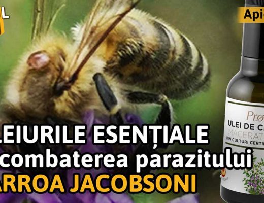 Uleiurile esențiale în combaterea parazitului varroa jacobsoni