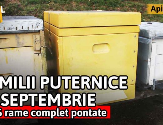 Familii puternice in septembrie = 4-6 rame complet pontate