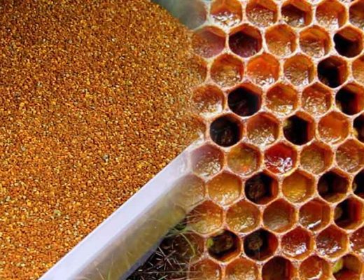Albinele consuma polen in stare pura sau pastura?
