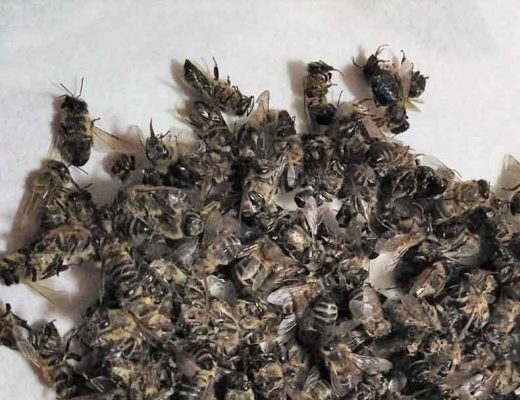 Mor albinele… ca sa fac?
