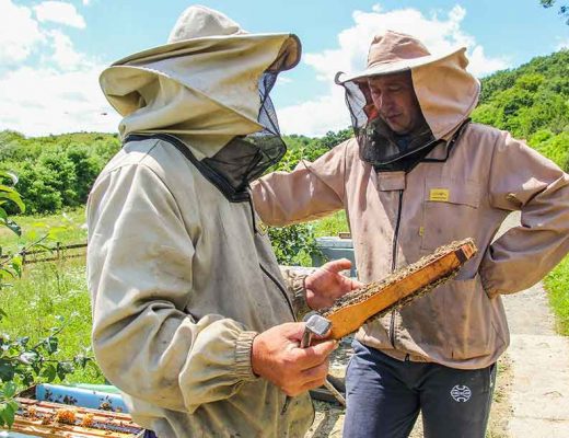 CARE SUNT GRESELILE asociatiilor apicole din Romania