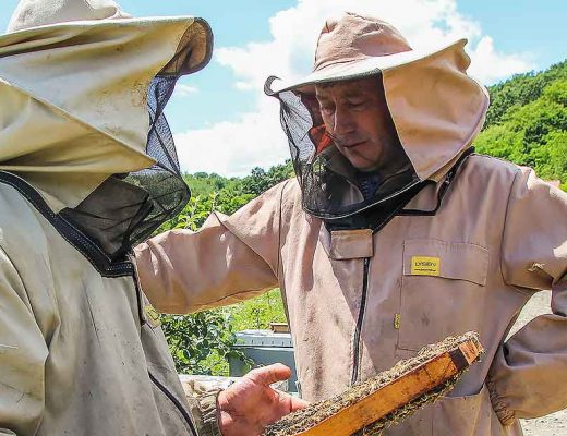 RISCURI ȘI SOLUTII in apicultură